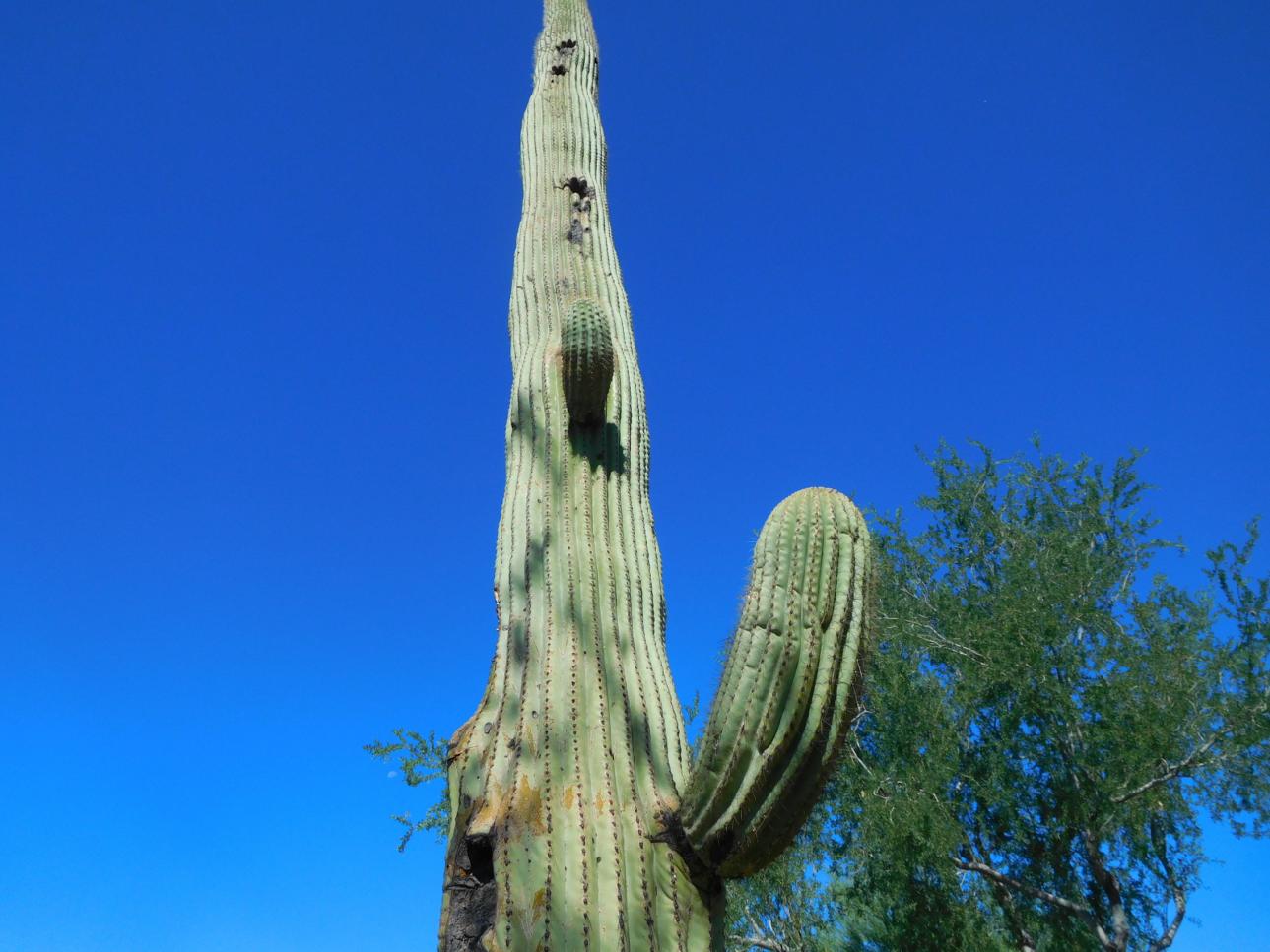 Click image for larger version

Name:	DSCN9781.JPG
Views:	106
Size:	117.6 KB
ID:	874646