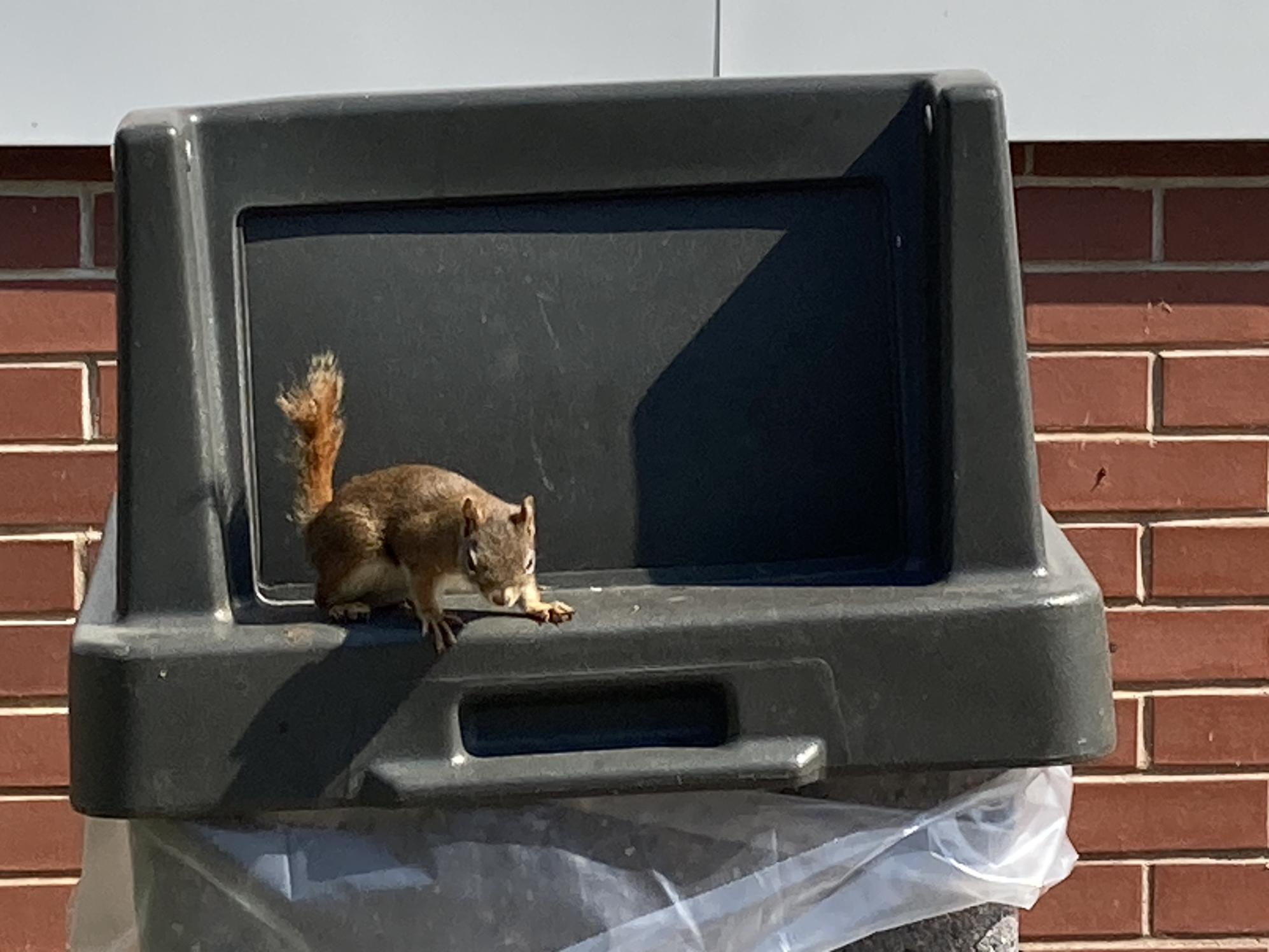 Click image for larger version  Name:	Squirrel Heaven.jpg Views:	0 Size:	230.2 KB ID:	885482